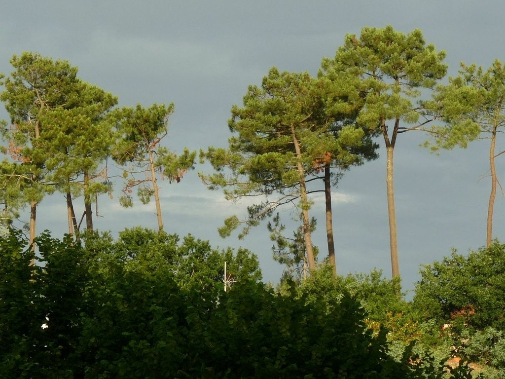 Abris vélos et bois de chauffage par soka sur L'Air du Bois