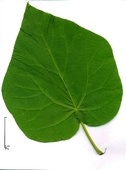 Paulownia tomenteux