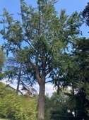 Gingko biloba