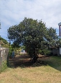 Bois de jaque
