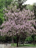 Paulownia tomenteux