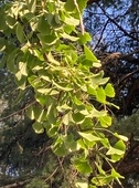 Gingko biloba