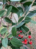Cotoneaster