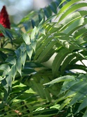 Sumac de Virginie
