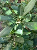 Pittosporum