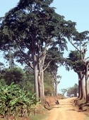 Iroko