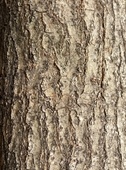 Sophora