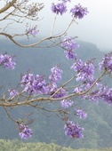 Jacaranda