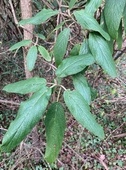 Viorne à feuilles ridées