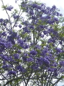 Jacaranda