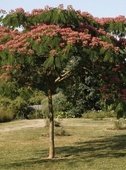 Albizia julibrissin