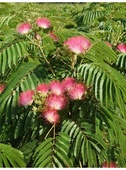 Albizia julibrissin