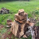 Énorme tronc de noyer