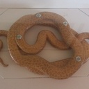 Dessous de plat sauvage