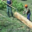 Le métier de bûcheron à travers les décennies