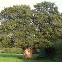 Old Oak