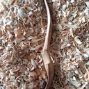 7 ème cuillère de 2023 : Cuillère en bouelau cuite au four et chip carving.