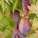 Nouvelle cuillère sur le même design de "Lee John Phillips"