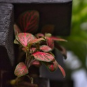 Décoration murale vivante