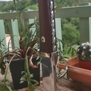 Couteau droit bois exotique