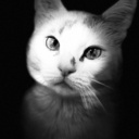 Portrait de chat chantourner