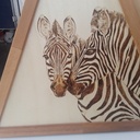 Pyrogravure zebre