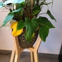 Support plante d'intérieur