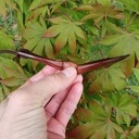 Nouvelle cuillère sur le même design de "Lee John Phillips"