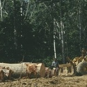 Émission très intéressante sur France Culture, Filière bois : l'industrie qui gâche la forêt ?
