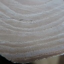 Mon bout de frêne en bout !