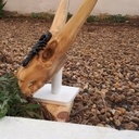 Crâne de vache et scorpion