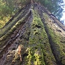 Big tree, séquoia géant de Californie