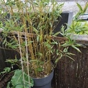 Rambarde cache misère