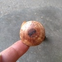 Maillet de commissaire priseur