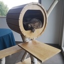 Arbre à chat, il y a du bouleau...