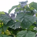 paulownia feuille trés grandes