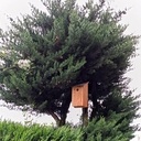 Un couple de nichoirs à mésange