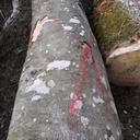 grume en forêt de Lorraine