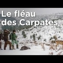 La mafia du bois en Roumanie