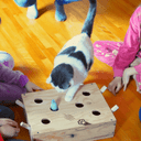 Jouet pour chat : "Whack-A-Mole" maison!