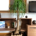 Traversé par l’éléphant !!!