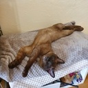 Parkour chat - chêne