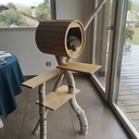 Arbre à chat, il y a du bouleau...