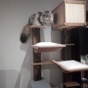 Arbre à chat charpenté !