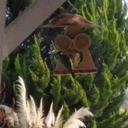 Mangeoire champignon