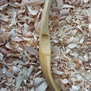 23éme cuillère de 2023 : Cuillère en bouleau au naturelle.