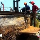 Comment on obtient du Kaori de 40.000 ans