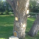 L arbre aux lutins