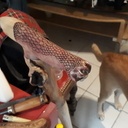 Canne pour un frangin