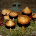 Petite cueillette de champignons